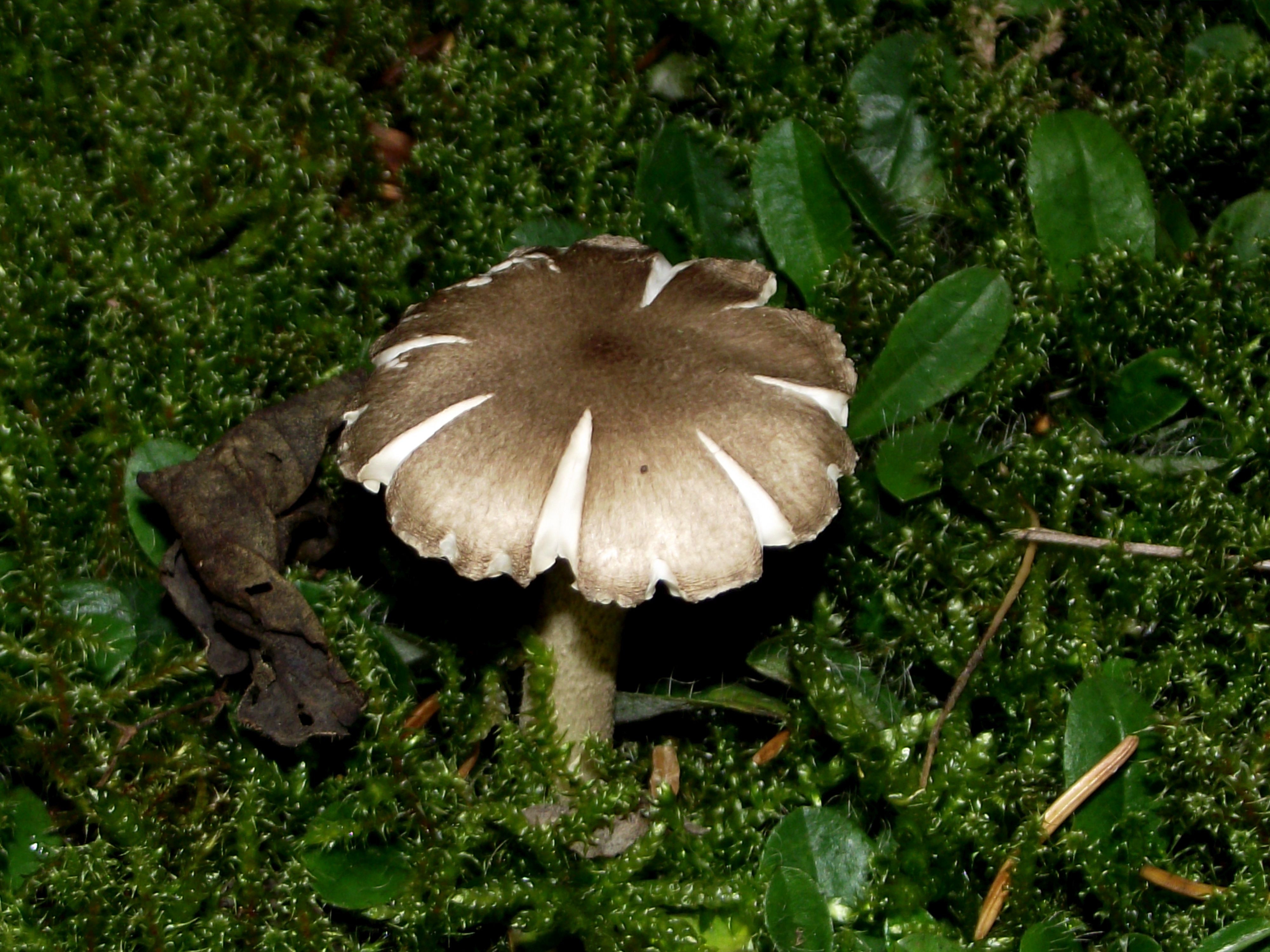 Schwarzpunktierter Schneckling